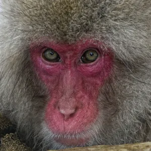 Japanese Macaque (Macaca fuscata) adult face portrait in hot springs, Jigokudani, Japan Japanese Macaque (Macaca fuscata) adult face portrait in hot springs, Jigokudani, Japan