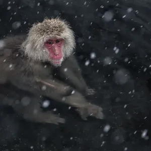 Japanese Macaque Print: Adult in Jigokudani Hot Springs Japanese Macaque Print: Adult in Jigokudani Hot Springs