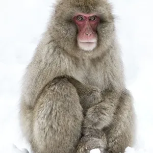 Japanese Macaque (Macaca fuscata) adult sitting in snow with hands stacked, Jigokudani Japanese Macaque (Macaca fuscata) adult sitting in snow with hands stacked, Jigokudani