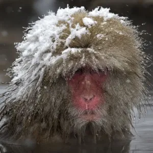 Japanese Macaque (Macaca fuscata) adult with wet snowy head in the hot springs of Jigokudani, Japan Japanese Macaque (Macaca fuscata) adult with wet snowy head in the hot springs of Jigokudani, Japan
