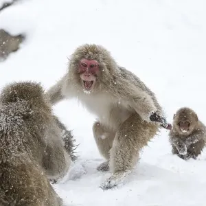 Japanese Macaque (Macaca fuscata) aggressive adult male approaches another monkey in Jigokudani Japanese Macaque (Macaca fuscata) aggressive adult male approaches another monkey in Jigokudani