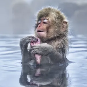 Japanese Macaque Baby in Hot Spring Print Japanese Macaque Baby in Hot Spring Print