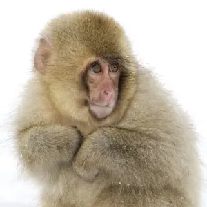 Japanese Macaque (Macaca fuscata) baby with fur puffed out to keep itself warm, Jigokudani, Japan Japanese Macaque (Macaca fuscata) baby with fur puffed out to keep itself warm, Jigokudani, Japan