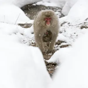 Japanese Macaque Print: Snow Monkey Mother and Baby Japanese Macaque Print: Snow Monkey Mother and Baby