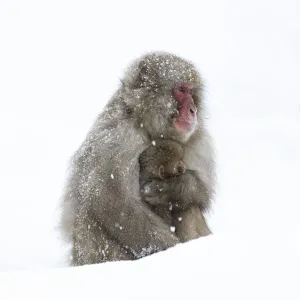 Japanese Macaque (Macaca fuscata) female holding baby close in snow, Jigokudani, Japan Japanese Macaque (Macaca fuscata) female holding baby close in snow, Jigokudani, Japan