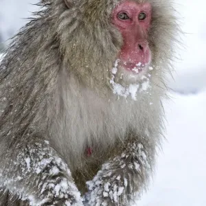 Japanese Macaque (Macaca fuscata) foraging for food in deep snow, front hands covered in snow Japanese Macaque (Macaca fuscata) foraging for food in deep snow, front hands covered in snow