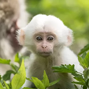 Japanese macaque (Macaca fuscata fuscata) mother with rare white furred baby, Jigokudani Valley