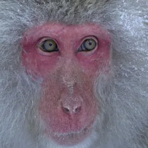 Japanese Macaque (Macaca fuscata) gazing off into the distance in Jigokudani, Japan Japanese Macaque (Macaca fuscata) gazing off into the distance in Jigokudani, Japan