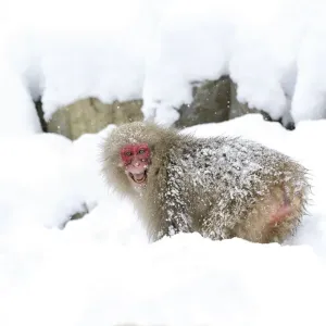 Japanese Macaque Print: Aggressive Grin, Jigokudani, Japan Japanese Macaque Print: Aggressive Grin, Jigokudani, Japan