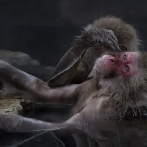 Japanese Macaque (Macaca fuscata) grooming another in hot spring, Jigokudani, Japan Japanese Macaque (Macaca fuscata) grooming another in hot spring, Jigokudani, Japan