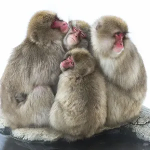 Japanese macaque (Macaca fuscata) group huddling up together, Jigokudani, Nagano, Japan Japanese macaque (Macaca fuscata) group huddling up together, Jigokudani, Nagano, Japan