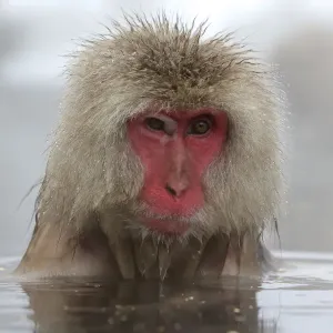 Japanese macaque (Macaca fuscata) in hot spring in Jigokudani, Yaenkoen, Nagano, Japan Japanese macaque (Macaca fuscata) in hot spring in Jigokudani, Yaenkoen, Nagano, Japan