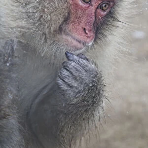 Japanese Macaque (Macaca fuscata) Jigokudani, Japan, January