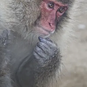 Japanese Macaque Print - Jigokudani Snow Monkeys Photo Japanese Macaque Print - Jigokudani Snow Monkeys Photo