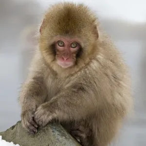 Japanese Macaque (Macaca fuscata) juvenile portrait, Jigokudani, Japan. February Japanese Macaque (Macaca fuscata) juvenile portrait, Jigokudani, Japan. February