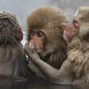 Japanese Macaque (Macaca fuscata) juvenile pulling on another juveniles cheek Japanese Macaque (Macaca fuscata) juvenile pulling on another juveniles cheek