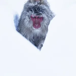 Japanese Macaque (Macaca fuscata) juvenile riding on its mothers back, along Japanese Macaque (Macaca fuscata) juvenile riding on its mothers back, along