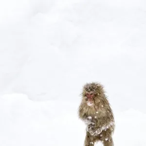 Japanese Macaque (Macaca fuscata) juvenile standing up with feet pointed inward, Jigokudani Japanese Macaque (Macaca fuscata) juvenile standing up with feet pointed inward, Jigokudani