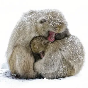 Japanese Macaque (Macaca fuscata) male and female huddle together during a light Japanese Macaque (Macaca fuscata) male and female huddle together during a light