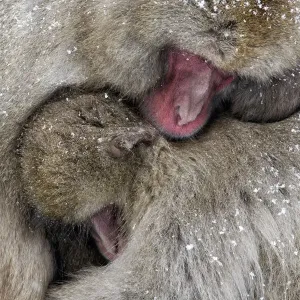 Japanese Macaque (Macaca fuscata) male and female are huddled together as the snow Japanese Macaque (Macaca fuscata) male and female are huddled together as the snow
