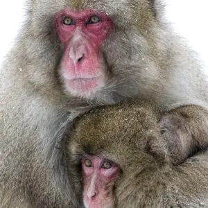 Japanese Macaque (Macaca fuscata) male holding onto his female mate defensively, Jigokudani Japanese Macaque (Macaca fuscata) male holding onto his female mate defensively, Jigokudani