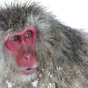 Japanese Macaque (Macaca fuscata) male watching another male at the monkey park in Jigokudani Japanese Macaque (Macaca fuscata) male watching another male at the monkey park in Jigokudani