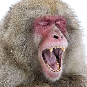 Japanese Macaque (Macaca fuscata) male yawning, Jigokudani Japan, January