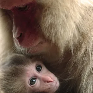 Japanese macaque (Macaca fuscata) nursing one month old baby, Jigokudani, Joshinetsu Kogen NP Japanese macaque (Macaca fuscata) nursing one month old baby, Jigokudani, Joshinetsu Kogen NP