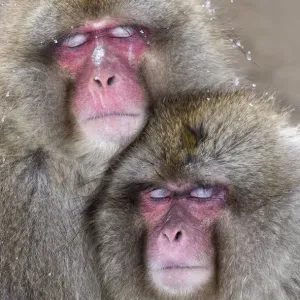 Japanese Macaque (Macaca fuscata) pair falling asleep together, Jigokudani, Japan Japanese Macaque (Macaca fuscata) pair falling asleep together, Jigokudani, Japan