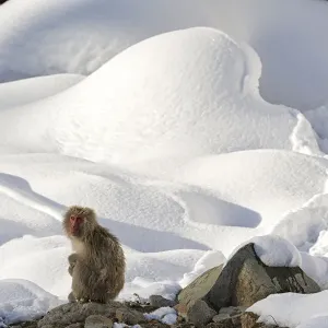 Japanese Macaque (Macaca fuscata) perched on the open warm section of a rocky hillside Japanese Macaque (Macaca fuscata) perched on the open warm section of a rocky hillside