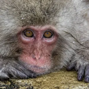 Japanese Macaque (Macaca fuscata) positioned on the edge of the hot springs with head on rock Japanese Macaque (Macaca fuscata) positioned on the edge of the hot springs with head on rock