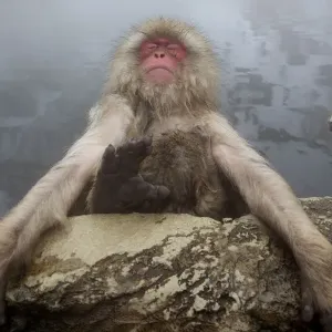 Japanese Macaque Print: Snow Monkeys in Hot Spring Japanese Macaque Print: Snow Monkeys in Hot Spring