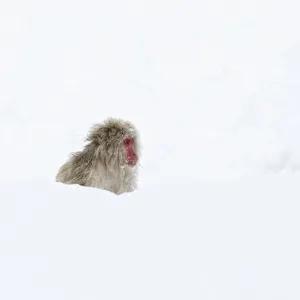 Japanese Macaque (Macaca fuscata) sitting deep in the newly fallen snow in Jigokudani Japanese Macaque (Macaca fuscata) sitting deep in the newly fallen snow in Jigokudani