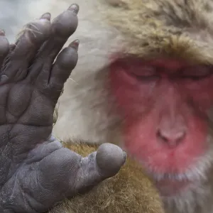 Snow Monkeys