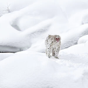 Japanese Macaque (Macaca fuscata) in snow, Jigokudani, Japan. February