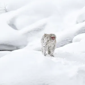 Japanese Macaque in Snow Print Japanese Macaque in Snow Print