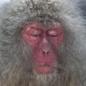 Japanese Macaque (Macaca fuscata) in thermal pool, falling asleep, Jigokudani, Japan Japanese Macaque (Macaca fuscata) in thermal pool, falling asleep, Jigokudani, Japan