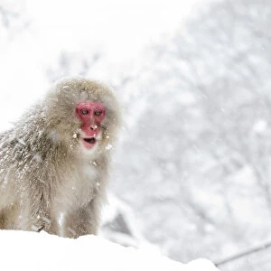 Japanese Macaque (Macaca fuscata) on vantage point, Jigokudani, Japan, January