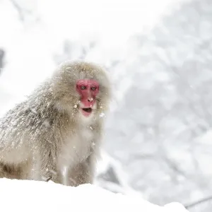 Japanese Macaque Print, Jigokudani Snow Scene Japanese Macaque Print, Jigokudani Snow Scene