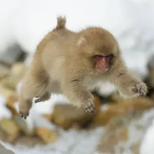 Japanese macaque (Macaca fuscata) youngster jumping over small stream, Jigokudani, Nagano, Japan Japanese macaque (Macaca fuscata) youngster jumping over small stream, Jigokudani, Nagano, Japan