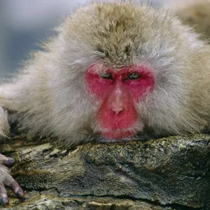 Japanese Macaque Portrait Print Japanese Macaque Portrait Print