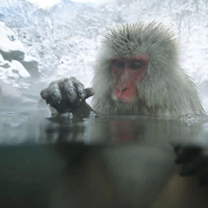 Japanese macaque / Snow monkey {Macaca fuscata} adult female bathing in hot springs