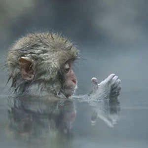 Japanese macaque / Snow monkey {Macaca fuscata} 7-month-old monkey bathing in hot springs