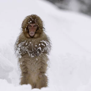 Japanese macaque / Snow monkey {Macaca fuscata} young monkey walking upright in deep