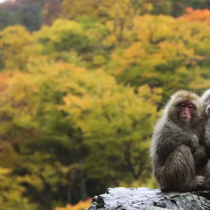 Japanese macaque / Snow monkey {Macaca fuscata} female and young huddle together