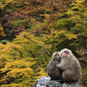 Japanese macaque / Snow monkey {Macaca fuscata} female and young huddle together