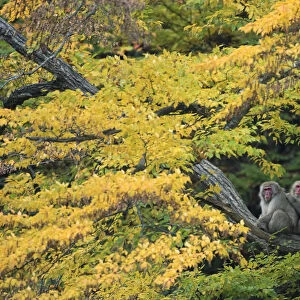 Japanese macaque / Snow monkey {Macaca fuscata} male grooming female in courtship
