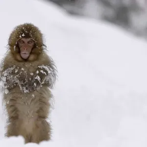 Japanese Macaque Young Walking Upright in Snow Print Japanese Macaque Young Walking Upright in Snow Print