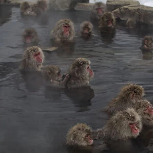 Japanese Macaques (Macaca fuscata) enjoy time soaking and grooming in the hot spring in Jigokudani