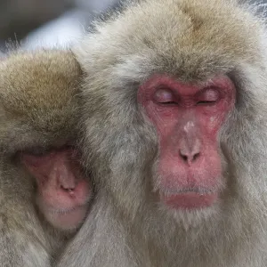 Japanese macaques (Macaca fuscata) grooming at hot spring in Jigokudani, Yaenkoen Japanese macaques (Macaca fuscata) grooming at hot spring in Jigokudani, Yaenkoen
